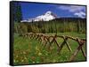 Mt. Hood Viewed from Summit Meadows-Steve Terrill-Framed Stretched Canvas