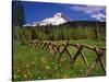 Mt. Hood Viewed from Summit Meadows-Steve Terrill-Stretched Canvas
