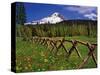 Mt. Hood Viewed from Summit Meadows-Steve Terrill-Stretched Canvas