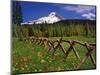 Mt. Hood Viewed from Summit Meadows-Steve Terrill-Mounted Photographic Print