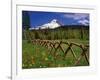 Mt. Hood Viewed from Summit Meadows-Steve Terrill-Framed Photographic Print