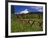 Mt. Hood Viewed from Summit Meadows-Steve Terrill-Framed Photographic Print