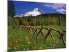 Mt. Hood Viewed from Summit Meadows-Steve Terrill-Mounted Photographic Print