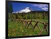 Mt. Hood Viewed from Summit Meadows-Steve Terrill-Framed Photographic Print