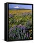 Mt. Hood with Wildflowers-Steve Terrill-Framed Stretched Canvas