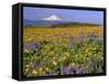 Mt. Hood with Wildflowers-Steve Terrill-Framed Stretched Canvas