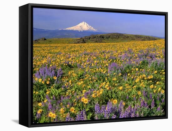 Mt. Hood with Wildflowers-Steve Terrill-Framed Stretched Canvas