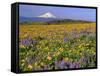 Mt. Hood with Wildflowers-Steve Terrill-Framed Stretched Canvas