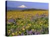 Mt. Hood with Wildflowers-Steve Terrill-Stretched Canvas