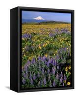 Mt. Hood with Wildflowers-Steve Terrill-Framed Stretched Canvas