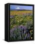 Mt. Hood with Wildflowers-Steve Terrill-Framed Stretched Canvas