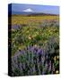 Mt. Hood with Wildflowers-Steve Terrill-Stretched Canvas