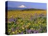 Mt. Hood with Wildflowers-Steve Terrill-Stretched Canvas