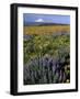 Mt. Hood with Wildflowers-Steve Terrill-Framed Photographic Print