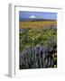 Mt. Hood with Wildflowers-Steve Terrill-Framed Photographic Print