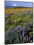 Mt. Hood with Wildflowers-Steve Terrill-Mounted Photographic Print