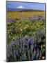 Mt. Hood with Wildflowers-Steve Terrill-Mounted Photographic Print