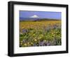 Mt. Hood with Wildflowers-Steve Terrill-Framed Photographic Print