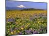 Mt. Hood with Wildflowers-Steve Terrill-Mounted Photographic Print