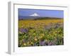 Mt. Hood with Wildflowers-Steve Terrill-Framed Photographic Print