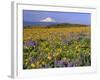 Mt. Hood with Wildflowers-Steve Terrill-Framed Photographic Print