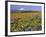 Mt. Hood with Wildflowers-Steve Terrill-Framed Photographic Print