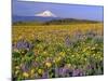 Mt. Hood with Wildflowers-Steve Terrill-Mounted Photographic Print