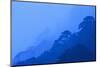 Mt. Huangshan Pine Trees-DLILLC-Mounted Photographic Print