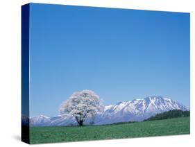 Mt. Iwate and a Cherry Tree-null-Stretched Canvas