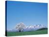 Mt. Iwate and a Cherry Tree-null-Stretched Canvas