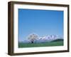 Mt. Iwate and a Cherry Tree-null-Framed Premium Photographic Print