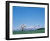 Mt. Iwate and a Cherry Tree-null-Framed Premium Photographic Print