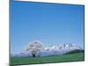 Mt. Iwate and a Cherry Tree-null-Mounted Premium Photographic Print