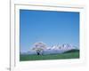 Mt. Iwate and a Cherry Tree-null-Framed Photographic Print