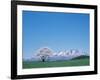 Mt. Iwate and a Cherry Tree-null-Framed Photographic Print