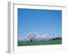 Mt. Iwate and a Cherry Tree-null-Framed Photographic Print