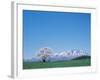 Mt. Iwate and a Cherry Tree-null-Framed Photographic Print