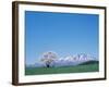 Mt. Iwate and a Cherry Tree-null-Framed Photographic Print