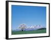 Mt. Iwate and a Cherry Tree-null-Framed Photographic Print