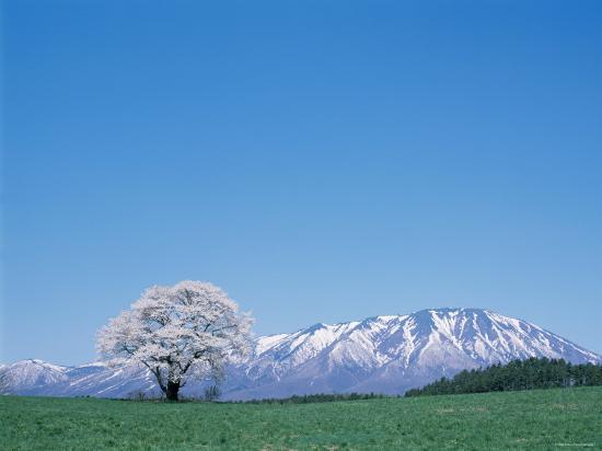 Premium Photographic Print, , large
