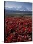 Mt. McKinley and Autumn Foliage, Denali National Park, Alaska, USA-Hugh Rose-Stretched Canvas