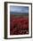 Mt. McKinley and Autumn Foliage, Denali National Park, Alaska, USA-Hugh Rose-Framed Photographic Print