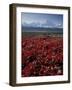 Mt. McKinley and Autumn Foliage, Denali National Park, Alaska, USA-Hugh Rose-Framed Photographic Print