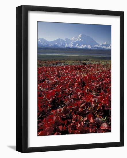 Mt. McKinley and Autumn Foliage, Denali National Park, Alaska, USA-Hugh Rose-Framed Photographic Print