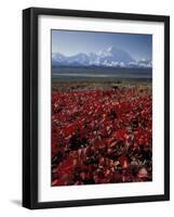 Mt. McKinley and Autumn Foliage, Denali National Park, Alaska, USA-Hugh Rose-Framed Photographic Print