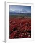 Mt. McKinley and Autumn Foliage, Denali National Park, Alaska, USA-Hugh Rose-Framed Photographic Print