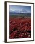 Mt. McKinley and Autumn Foliage, Denali National Park, Alaska, USA-Hugh Rose-Framed Photographic Print