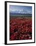 Mt. McKinley and Autumn Foliage, Denali National Park, Alaska, USA-Hugh Rose-Framed Photographic Print