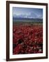 Mt. McKinley and Autumn Foliage, Denali National Park, Alaska, USA-Hugh Rose-Framed Photographic Print