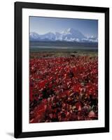 Mt. McKinley and Autumn Foliage, Denali National Park, Alaska, USA-Hugh Rose-Framed Photographic Print